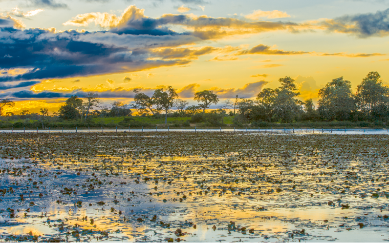 Visit Pantanal!